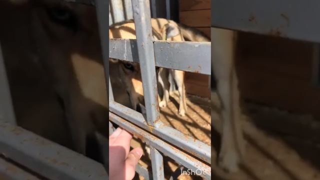 Элвис хочет домой