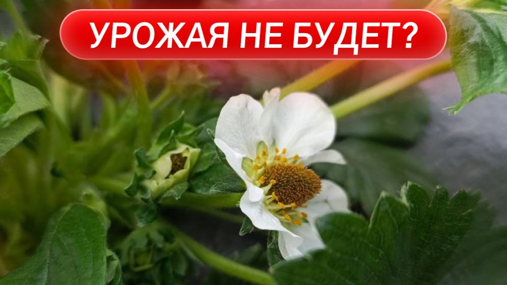 Урожая не будет? Клубника после заморозков: шокирующие последствия + план спасения