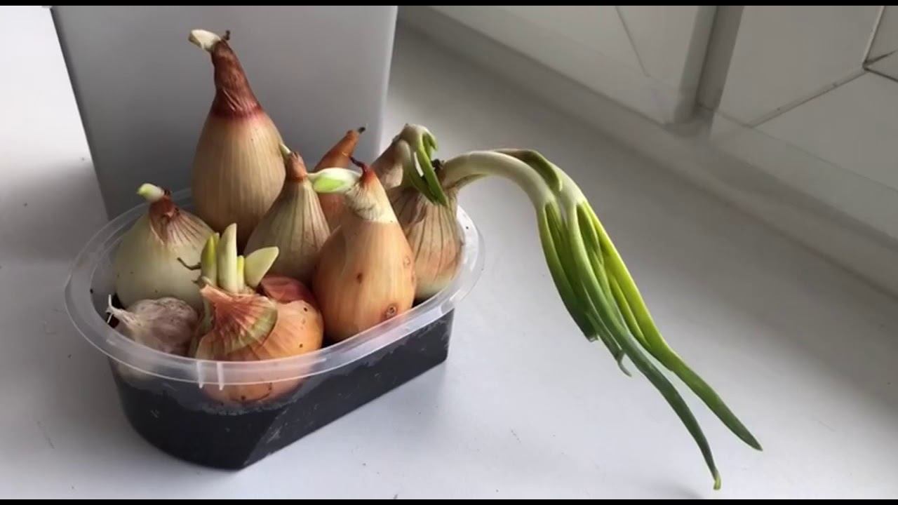 В хозяйстве ничего не пропадает: если лук пророс!