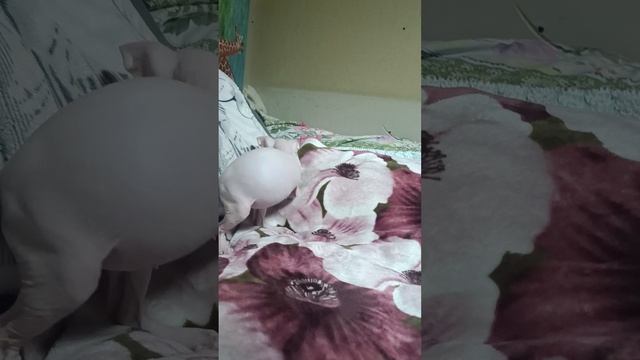 Донской сфинкс Коржик !!!!