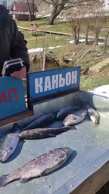 Каньон 12.04.