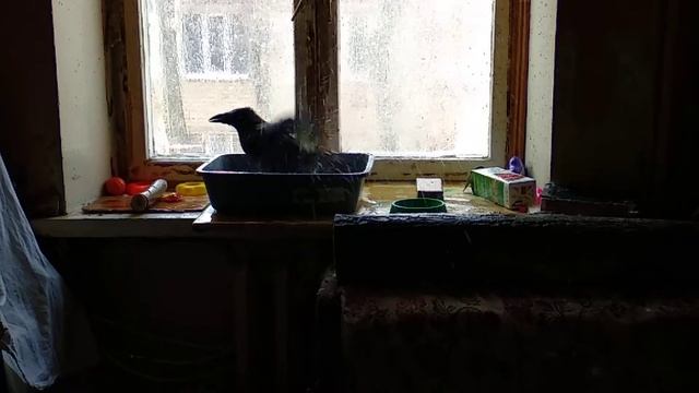 Ворона Алиса купается в новой ванночке