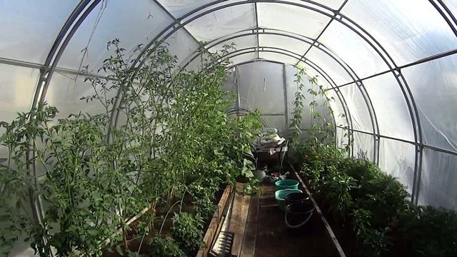 Собираю огурцы Лущу горох