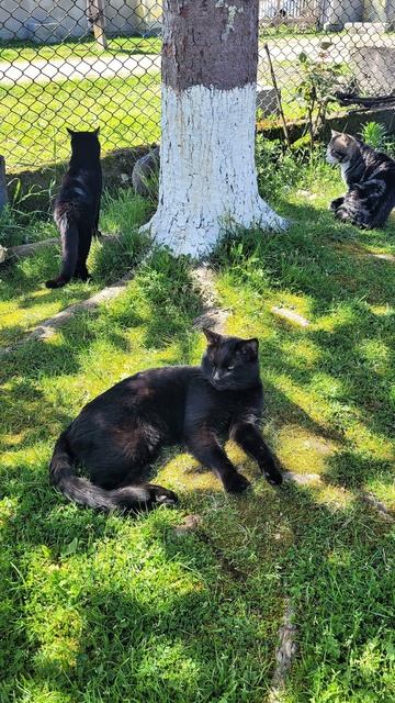 КОТИКИ КАЙФУЮТ
