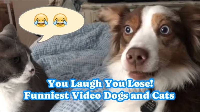 Смеешься — проигрываешь 😂 Самое смешное видео про собак и кошек 2025 года 🐱🐶