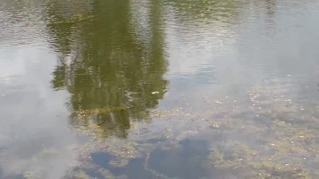 Жабий хор