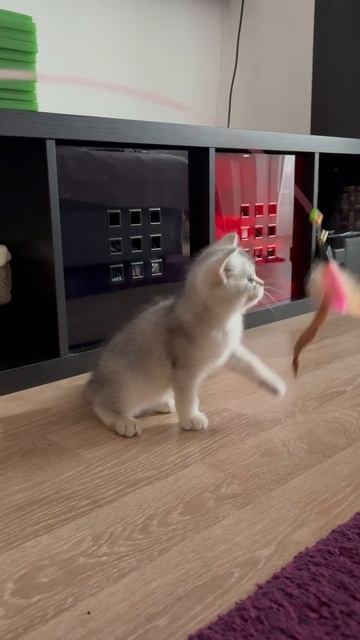 Котёнок кошки Кайли и котика Маню освоился в новом доме.