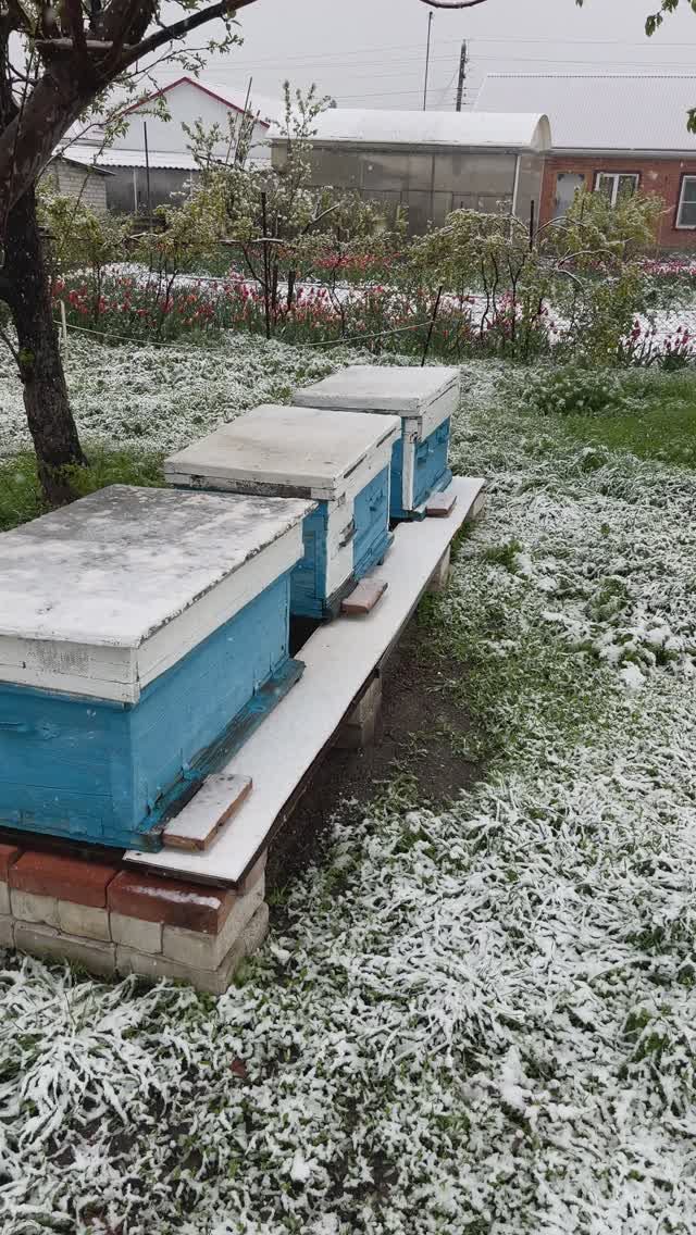 Снег в апреле. 12.04.2025 #пчеловодство #пчелы #пасека