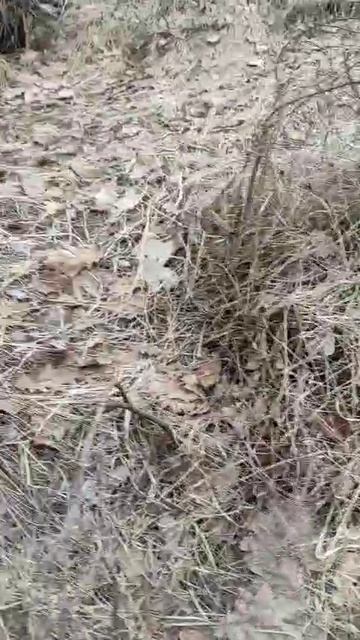VID-20250411-WA0013.mp4