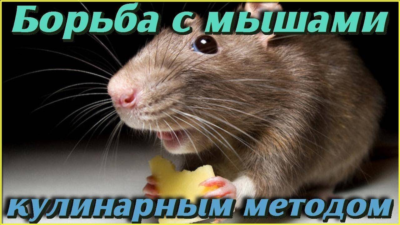 Как избавиться от МЫШЕЙ в доме необычным КУЛИНАРНЫМ МЕТОДОМ Делимся хитрыми и простыми советами