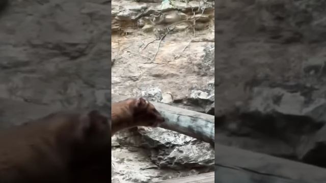 Fossa: Madagascar's Mysterious Predator