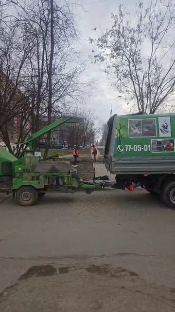 Спил деревьев