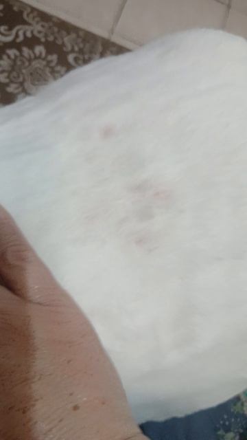 Папилломы у кота ?