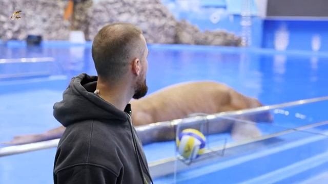 Интервью с моржом Мишей.