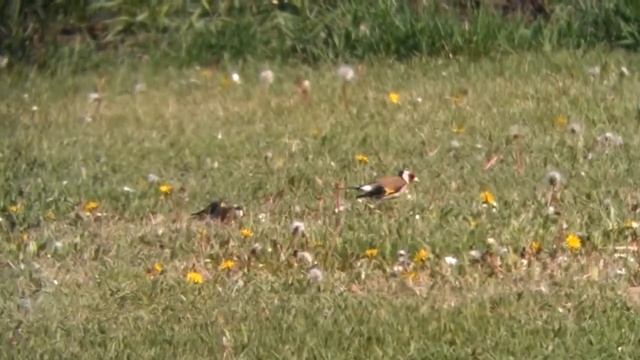 Goldfinch - Carduelis carduelis, Zicksee 21.04.2012