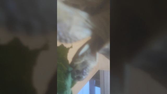 20250412_201442.mp4