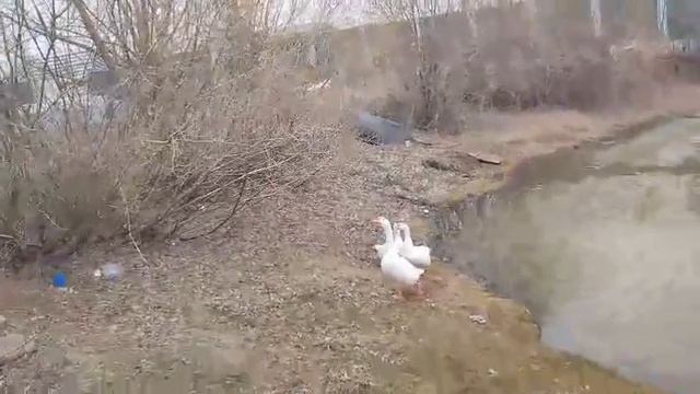 12-04-2025  церковь святых царственных стратотерпцев