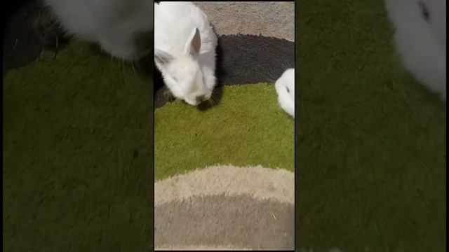 СМЕШНЫЕ МОМЕНТЫ С ЖИВОТНЫМИ!!