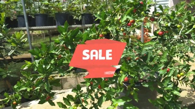 CULTIVAR ARBOLES DE ACEROLA EN TIESTO.