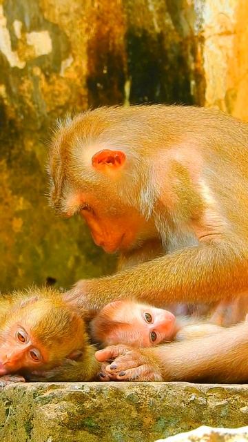 Really Sweetie and Lovely Adorable Baby, So Cute 😍😘❤️ part#4017 #cute #monkey #adorablebaby