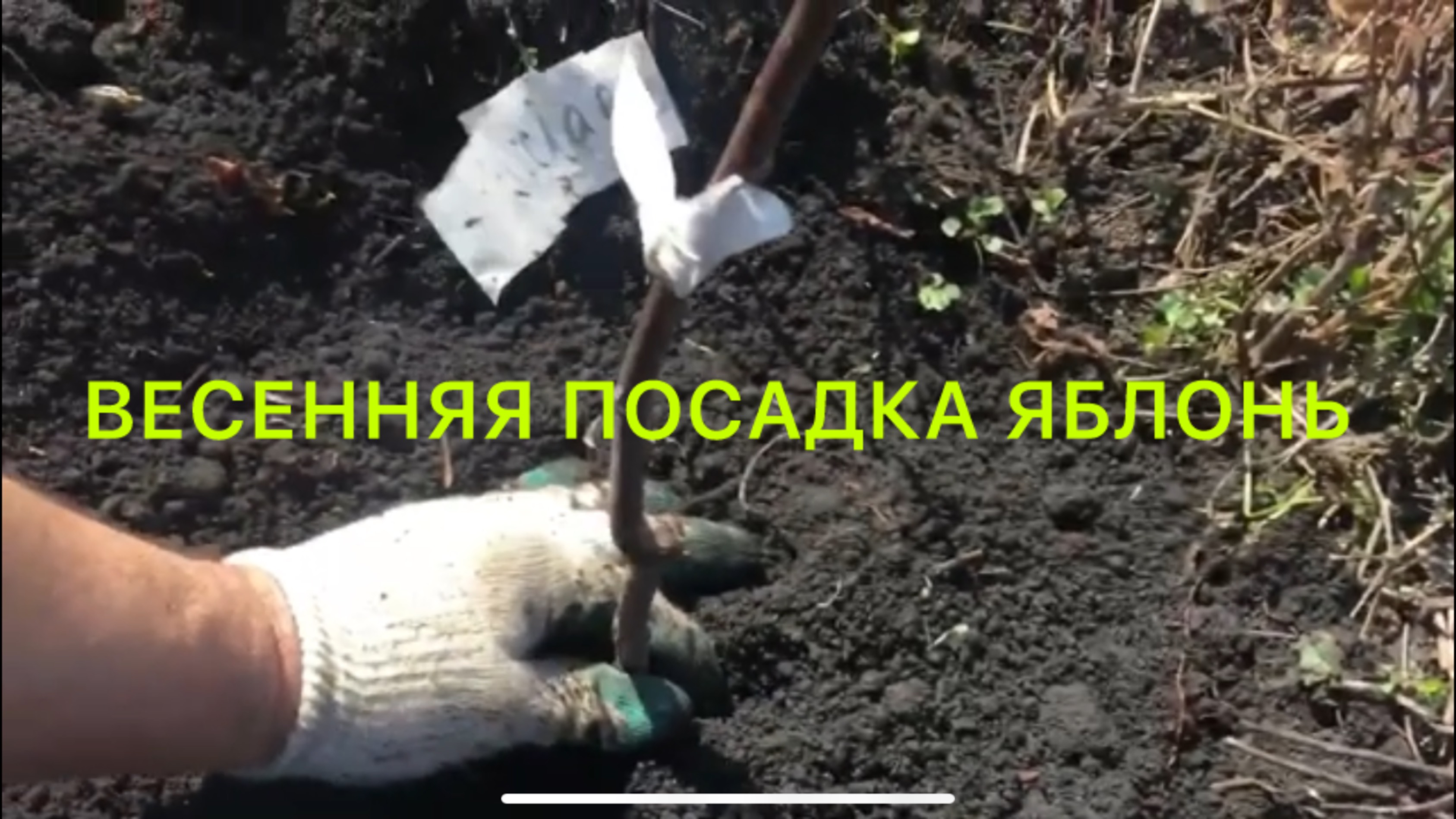 🌳САЖАЮ 🍎ЯБЛОНЕВЫЙ САД🍏ПОДГОТОВКА ПОСАДОЧНЫХ 🌱ОБРЕЗА ПОСЛЕ ПОСАДКИ 👍АРХИВ.