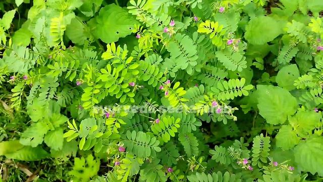 sharpunkha plant | tephrosia purpurea plant | ayurveda seetaramb |