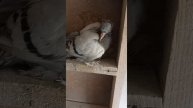 молодежь ленинаканские 2025