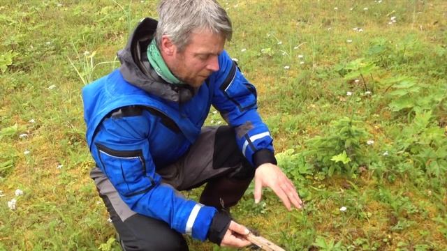 Bear Scat   HD 720p