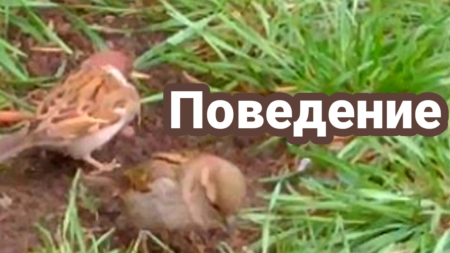 Птицы меняют поведение