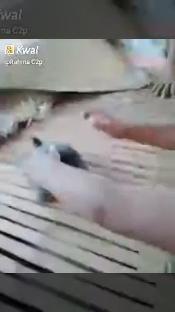 Babang rifqi main sama kura-kura