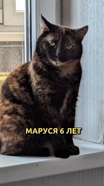 Животные - люди