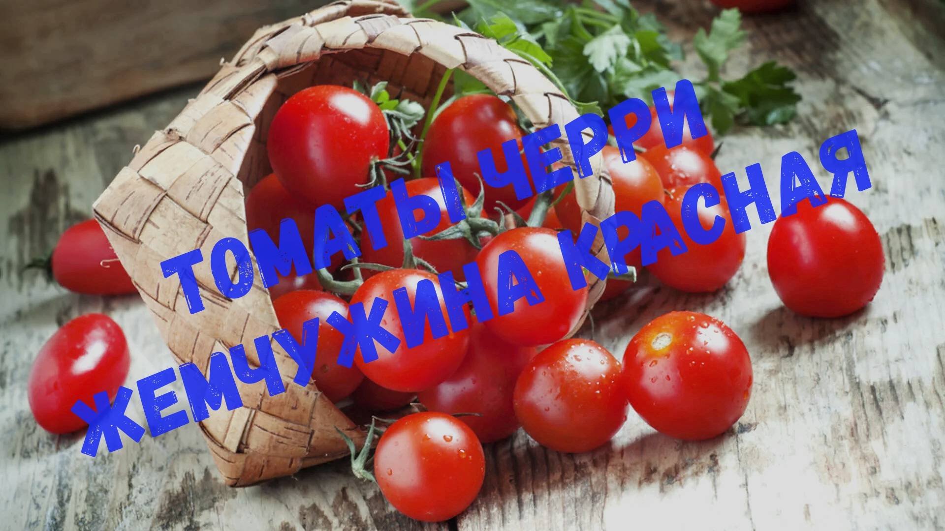 Первая посадка сезона 2025/Томаты черри Жемчужина Красная!