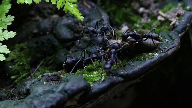 Neoponera apicalis feeding time