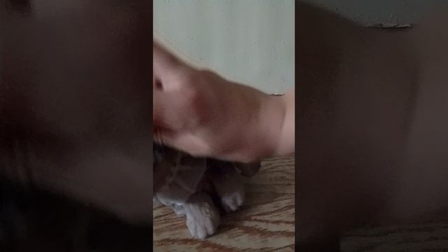 новый таба пудель на новый год