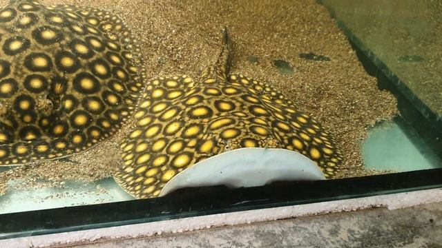 Potamotrygon boesemani