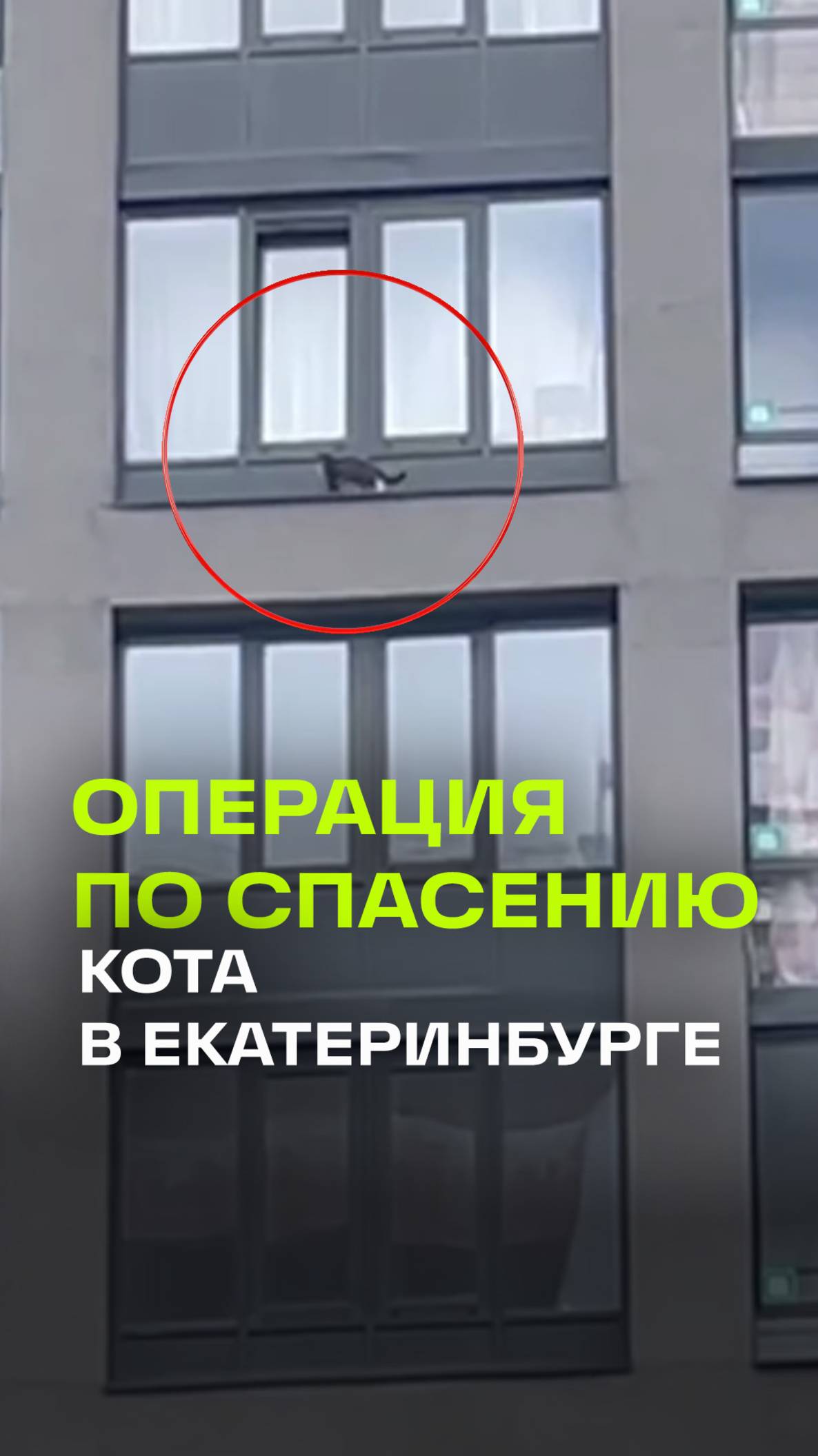 В Екатеринбурге чудом спасли кота, повисшего на скате 21 этажа