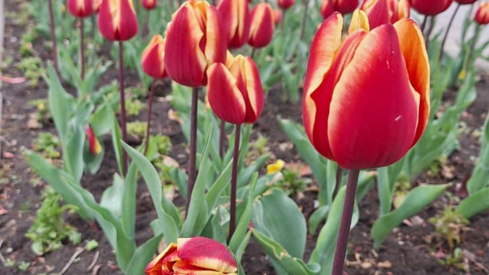 Камерный оркестр "Camerata Anima"