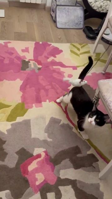 #Казанова заигрывает с мышкой
#ищемдом #котвдар