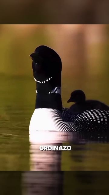 Welcom!! Уровень!