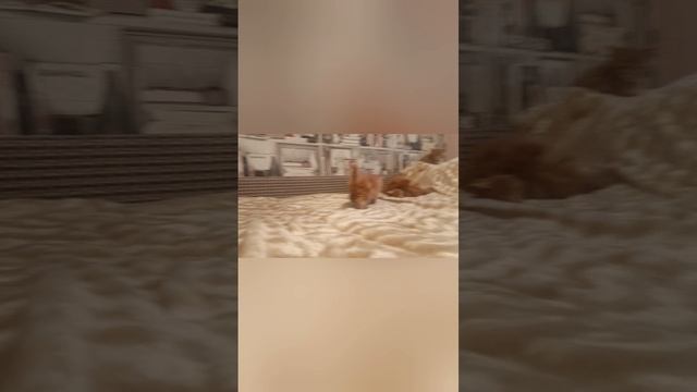 котятки.mp4