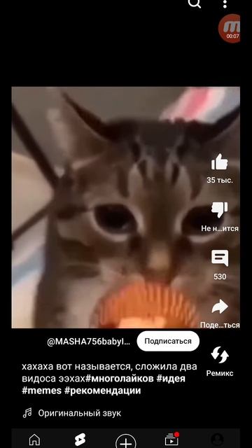 кот поари
