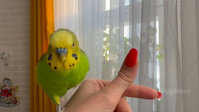 Жизнь с говорящим волнистым попугаем по имени Антошка 💚