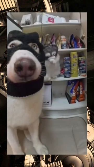 Мы бандито, гангстерито, мы кастето-пистолето, о йес🤪😂👍