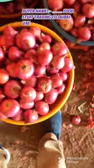 #onion exporting to Dubai | onion supplier to dubai | onion pack to dubai | onion exporter to dubai