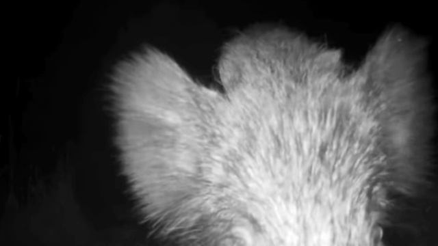 Кабан видео фотоловушки