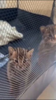 ЛЕОПАРДОВЫЕ КОТЯТА, НА КАРАНТИНЕ В НОВОМ ДОМЕ. ЛАСКУНЧИКИ .