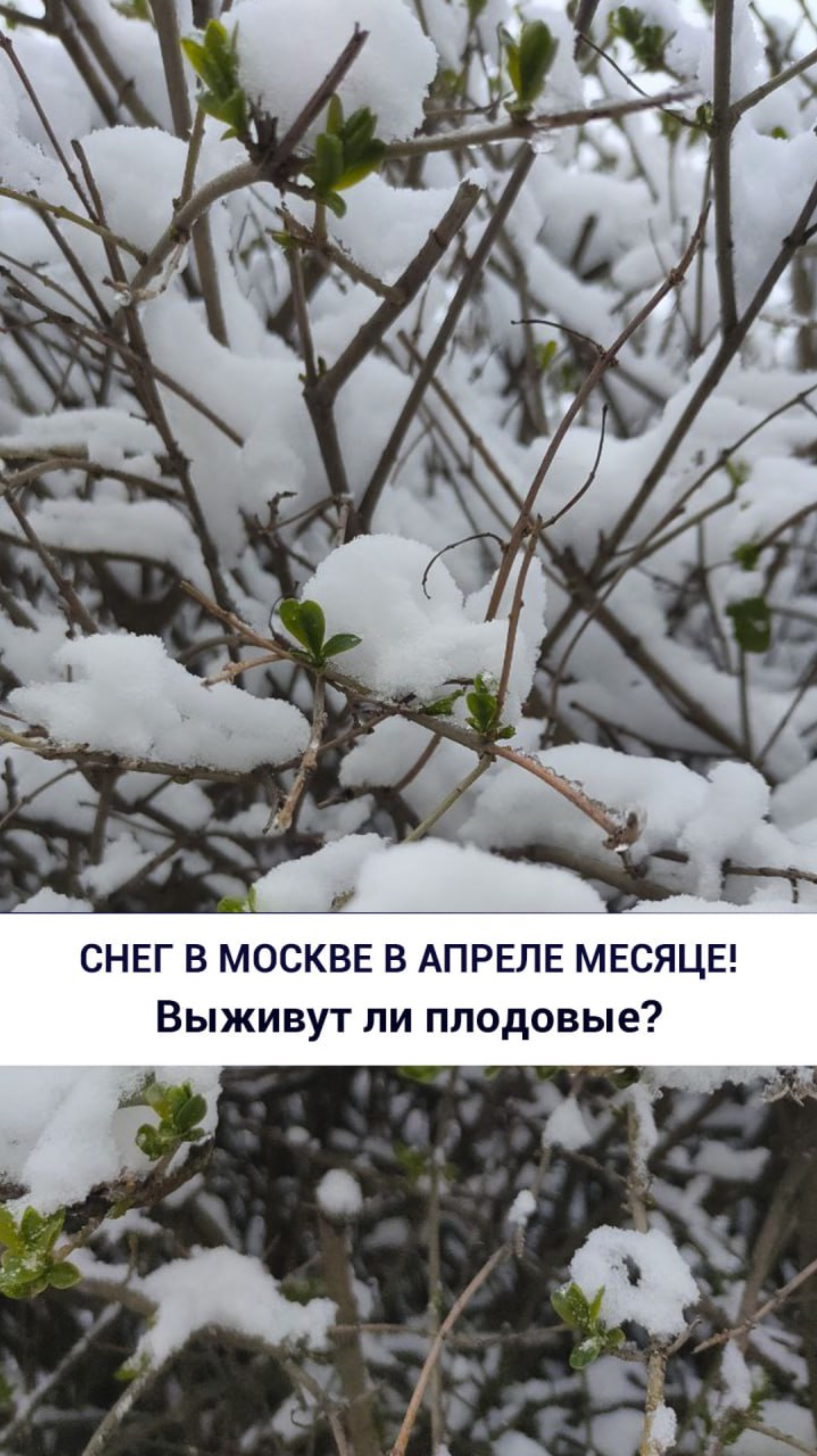 Снег в Москве в апреле месяце!