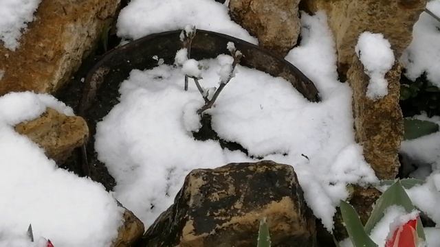 Зима вернулась, со снегом, заморозками, холодным дождём.