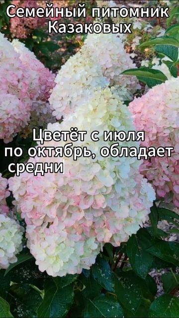 Пинки промис гортензия метельчатая