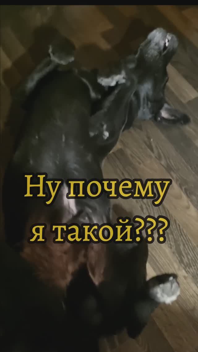 Самый очаровательный  пёс
